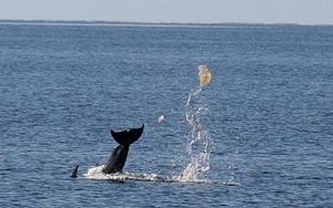 bottlenose dolphins