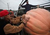 Pumpkin