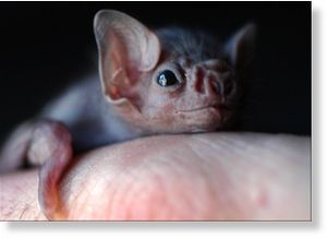 Bat