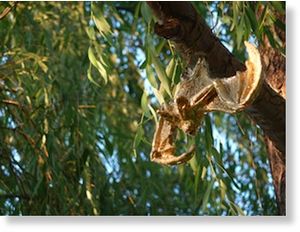Click to enlarge Bat in tree