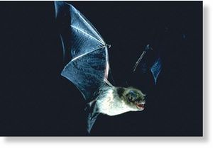 Bat in flight