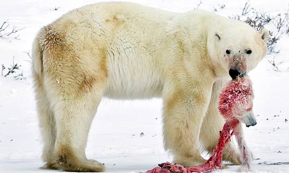 pictures of polar bears and cubs