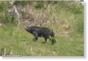Click to enlarge Buckshaw Beast