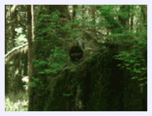 Click to enlarge Bigfoot