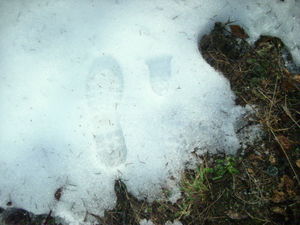 Click to enlarge bigfoot track