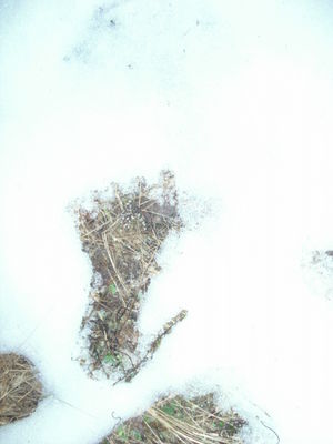 Click to enlarge bigfoot tracks