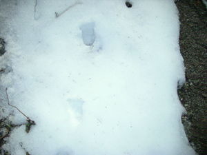 Click to enlarge bigfoot tracks