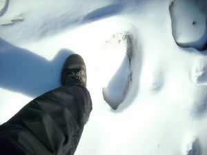 Click to enlarge bigfoot track