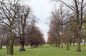 Click to enlarge late blooming trees in Britain