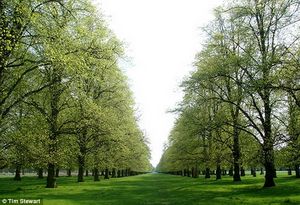 Click to enlarge blooming trees 2009