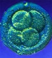 zygote