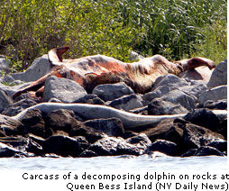 Click to enlarge Dead Dolphin