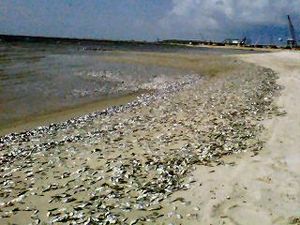 Click to enlarge dead fish