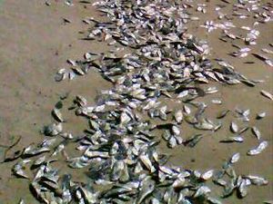 Click to enlarge dead fish