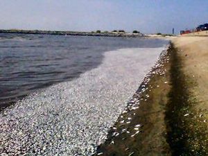 Click to enlarge fish kill