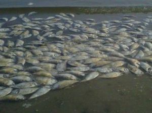 dead fish
