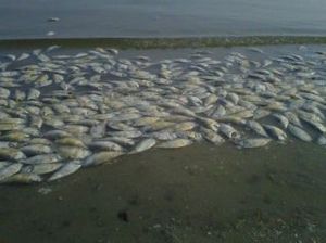 dead fish