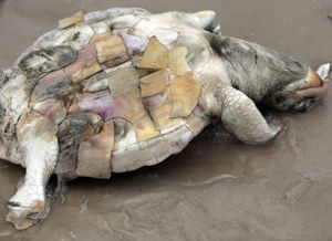 dead turtle