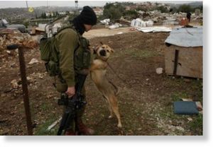 israeli dogs