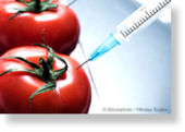 tomato,gm