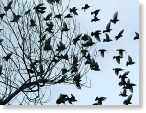 Black Birds