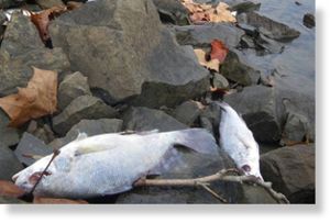 Dead Fish Arkansas River