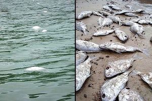 Dead snapper in New Zealand