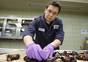 More dead birds and fish 2