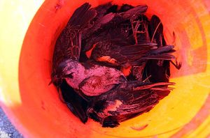 More dead birds and fish 7