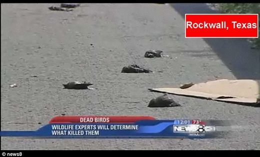 dead birds