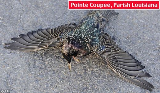 dead bird
