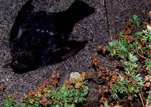 dead blackbird