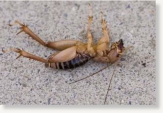 Dead Cricket