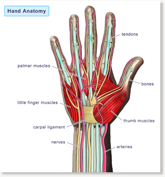 trigger thumb anatomy