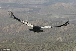 birds-eye view