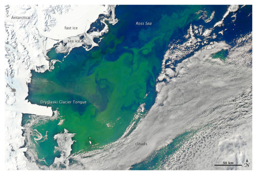 Algae Bloom
