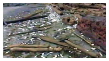 fish,kill