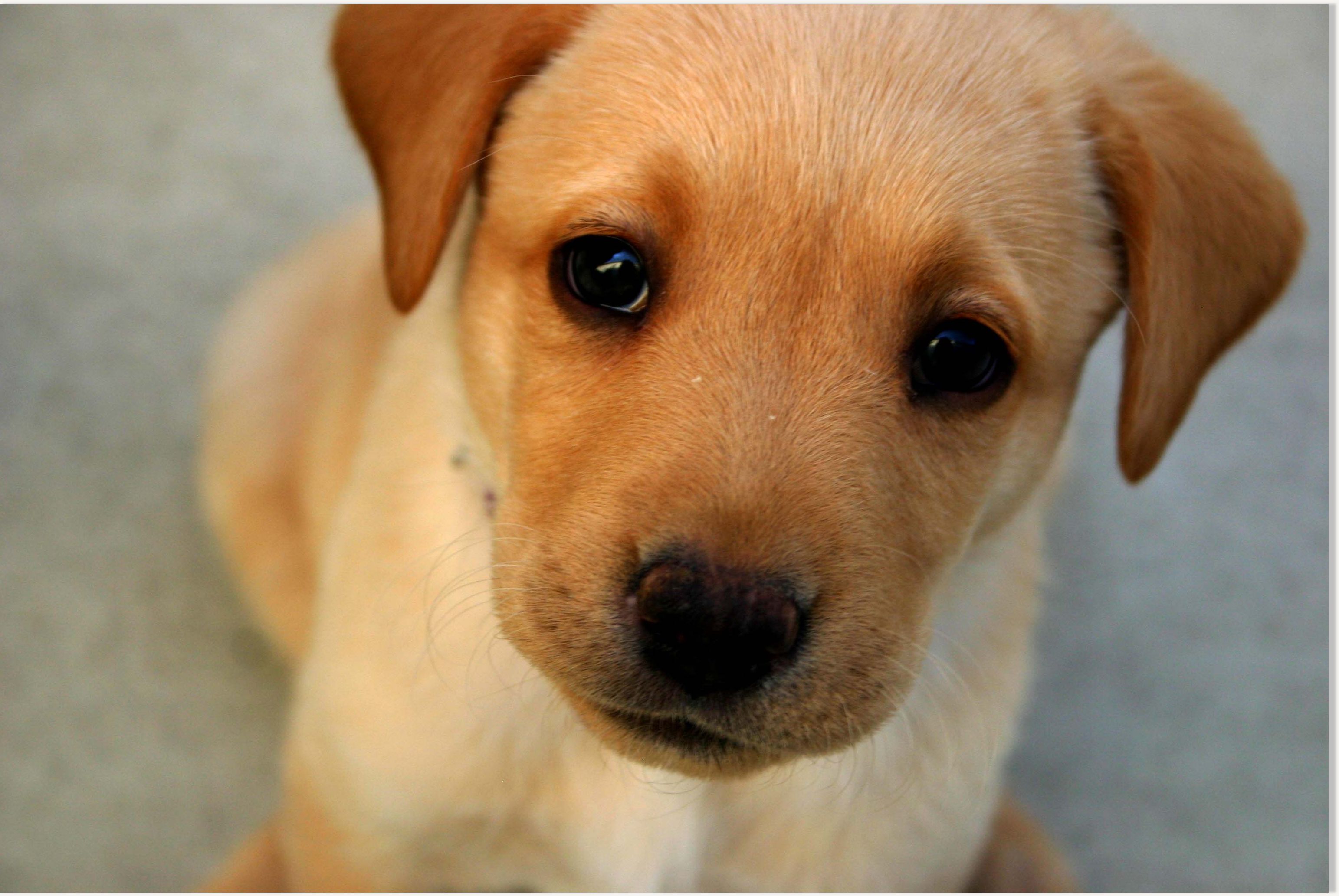 dog - photo #30