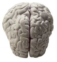 Study examines how brain corrects perceptual errors -- Science ...