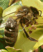 honeybee