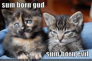 Click to enlarge Kitties