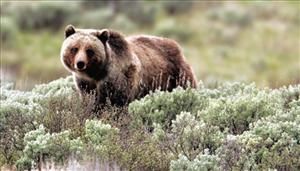 grizzly