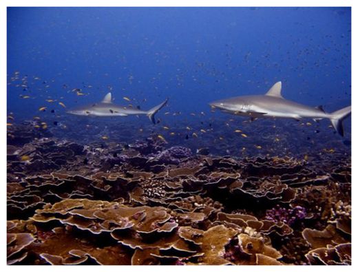 Coral Sharks