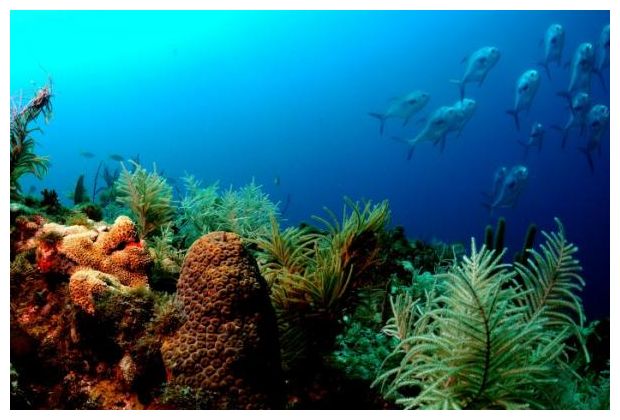 Florida Coral