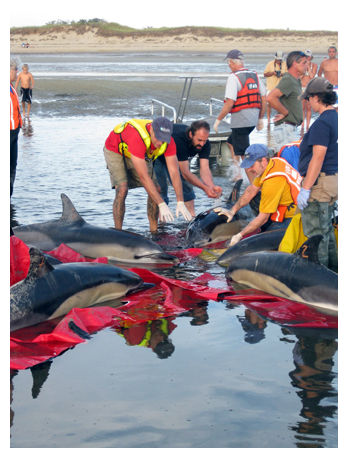 Stranded Dolphins