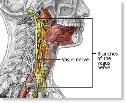 Stimulating the vagus nerve: Memories are made of this -- Health