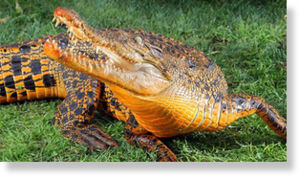 Click to enlarge orange crocodile