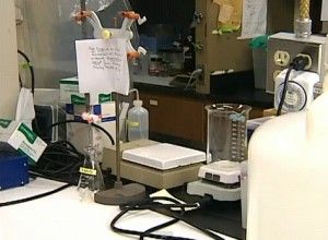 lab
