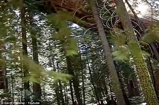 Click to enlarge sequoias