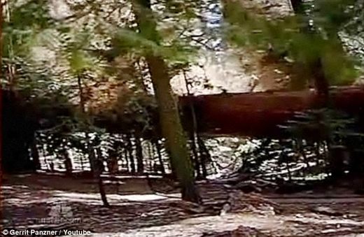 Click to enlarge sequoias